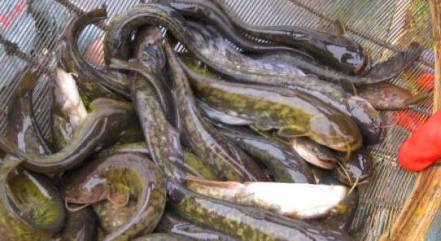 图为:滑子鱼 滑子鱼在大兴安岭林区也是名声在外而且价格不菲.