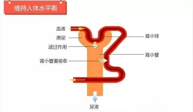 药物经肾脏排泄过程 02 药物为什么会引起肾损伤?