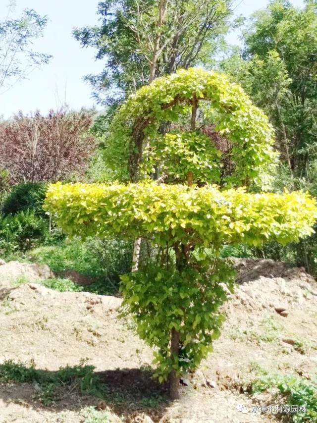 金叶榆艺术造型树在景观绿化中非常的受欢迎,因为金叶榆造型树的观赏