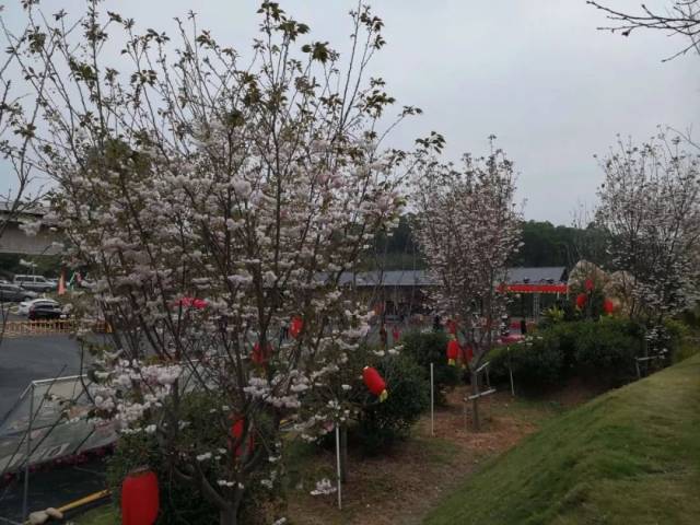 揭西樱山花谷樱花已进入盛花期,你还不去打卡?