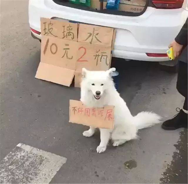 萨摩跟主人街头卖货狗子挂牌充当活体招牌网友的评论亮了