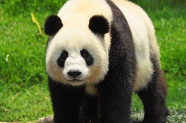 熊猫牙可以自修复 研发仿生材料有了新思路