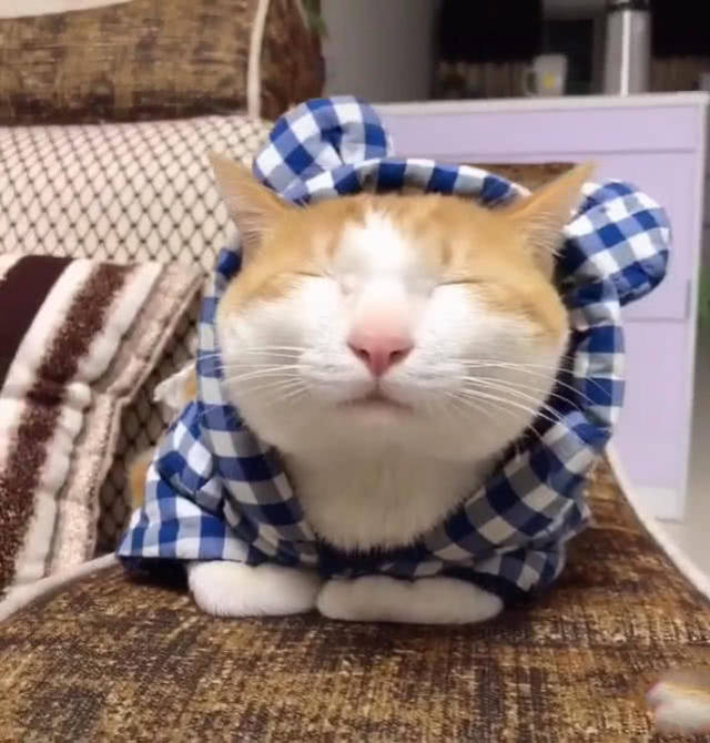 原创猫陪主人一起工作,中途猫实在熬不住,眯着眼睡着,网友:太萌了