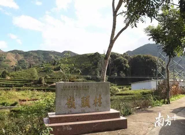 乡村振兴潮州行|饶平岭头村:以茶兴村,从辉煌上再出发