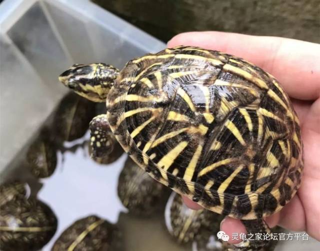 佛罗里达箱龟(terrapene carolina bauri )饲养以及繁