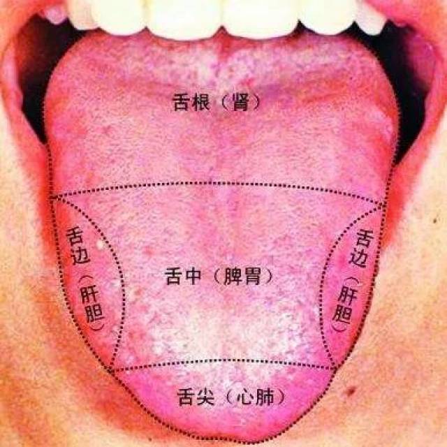 五脏六腑的病变全表现在舌头上,轻咬舌头也是一种养生