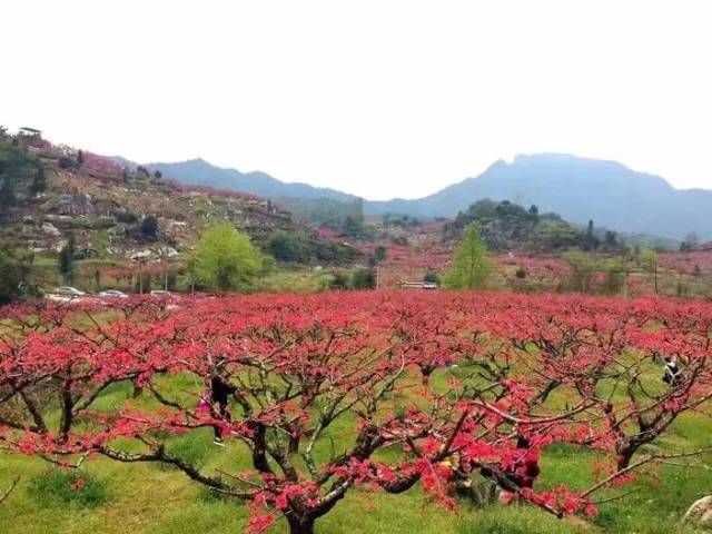 【连平赏鹰嘴桃花运】2.16/17:上坪梦幻桃花源,万亩漫