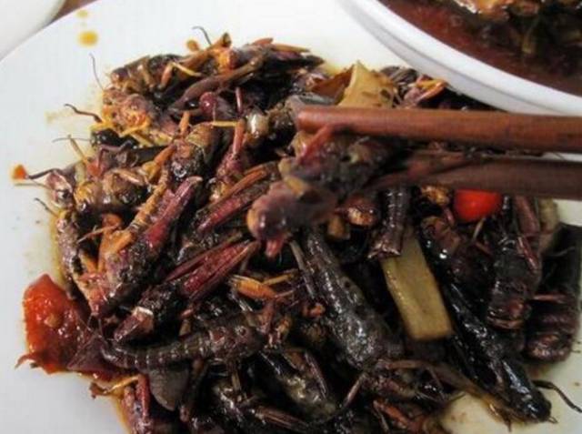 小时候经常见的"渡狗,竟卖到3000块一斤!