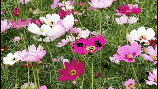 一年四季都可以看到不一样的美景 春天:金灿灿的油菜花海 与紫红色的