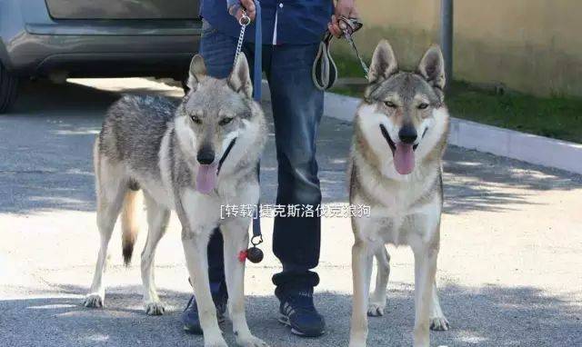 捷克狼犬与萨尔路斯狼犬,塔马斯堪狼犬对比