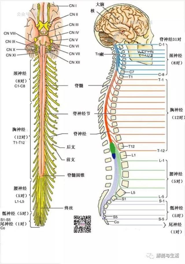 脊髓-位置,界限和形态