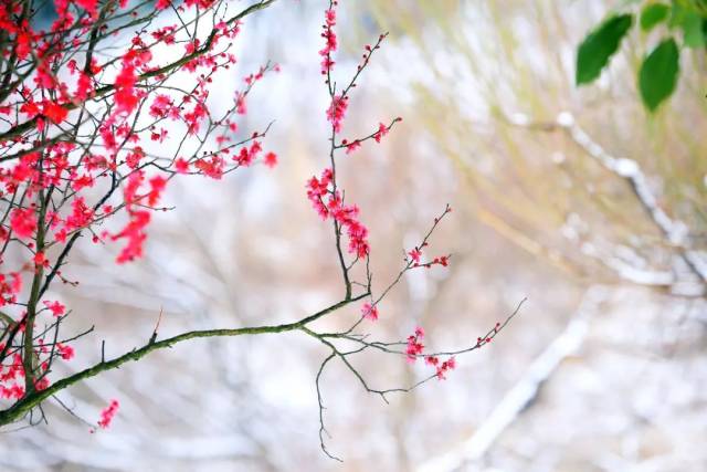 踏雪寻梅诗意年,裁一幅淡雅梅园画……一起来这里寻香