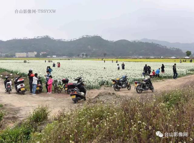 台山广海山背村"网红"花海,恍若世外桃源!