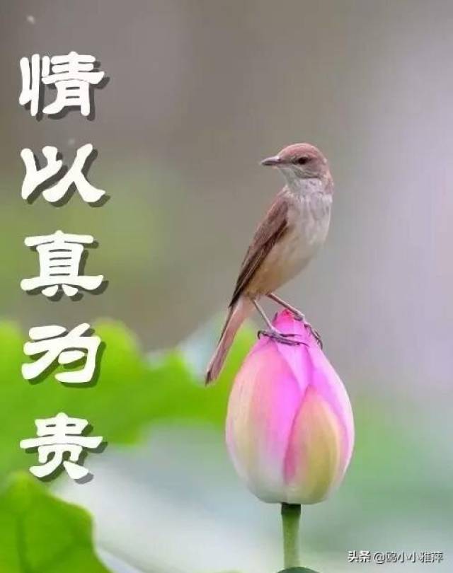 情真为贵,心善为贵