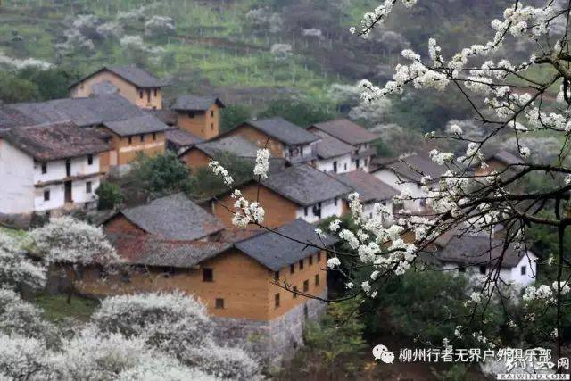 2月14,16,17,23,24各一期融安铜板村李花 油菜花休闲活动