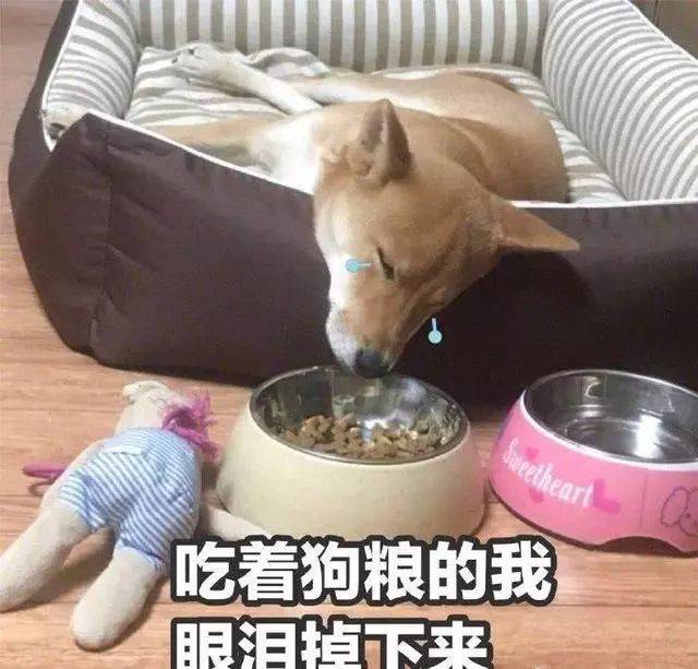 吃着狗粮的我眼泪掉下来