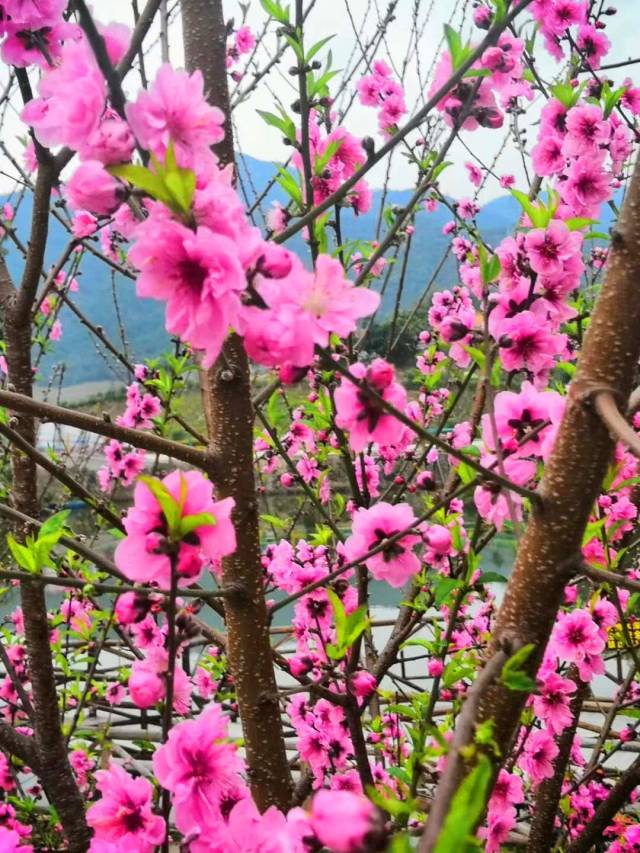 红的,粉白的 争妍斗艳 (静山湖桃花岛现场真实照片) 静山湖桃花岛