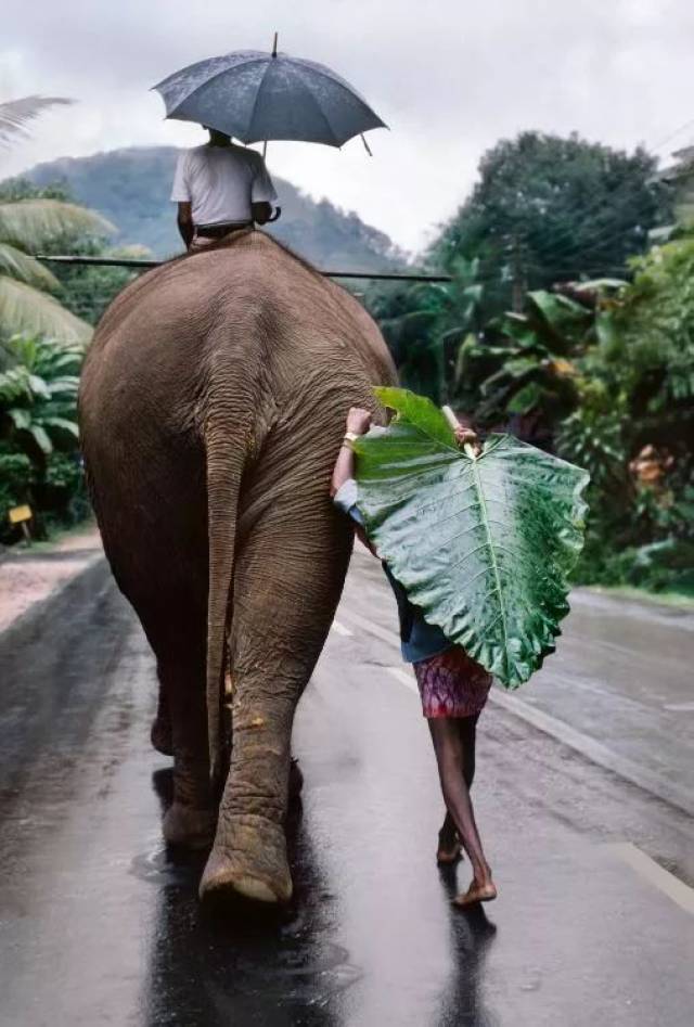 美图鉴赏|马格南摄影大师steve mccurry经典摄影作品