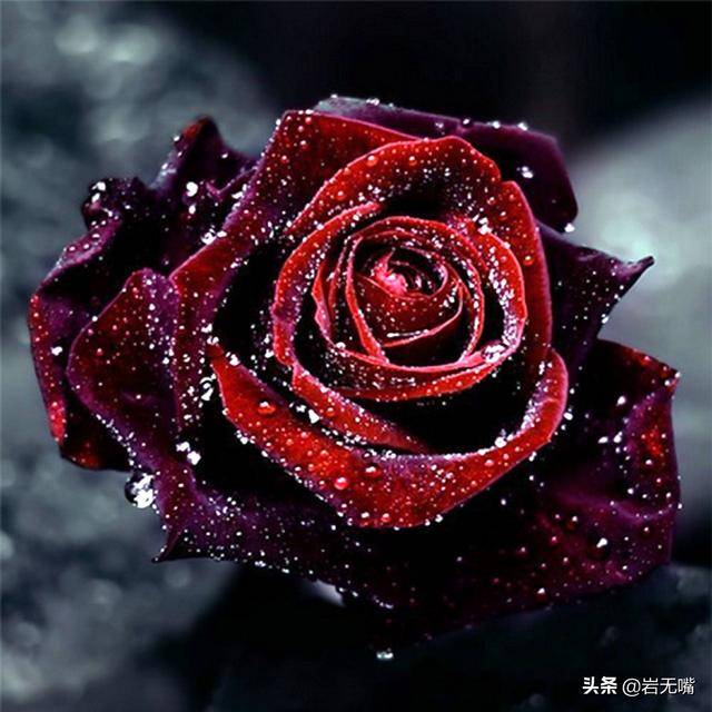 情人节:最美的玫瑰花送给你,最好的情话说给你听