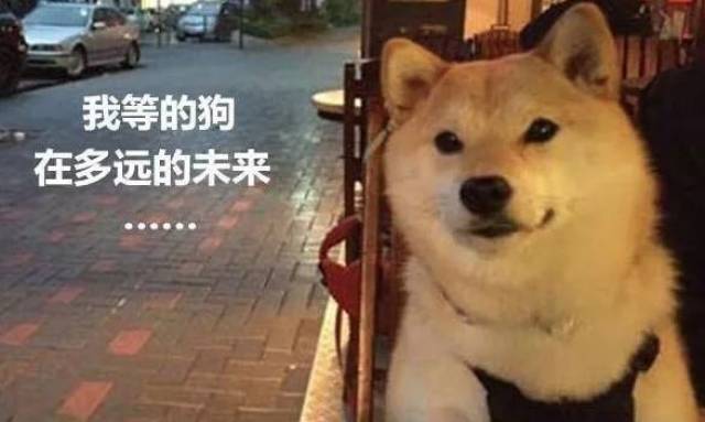 情人节求生欲大赛,吃狗粮还是秀恩爱就看这个了!