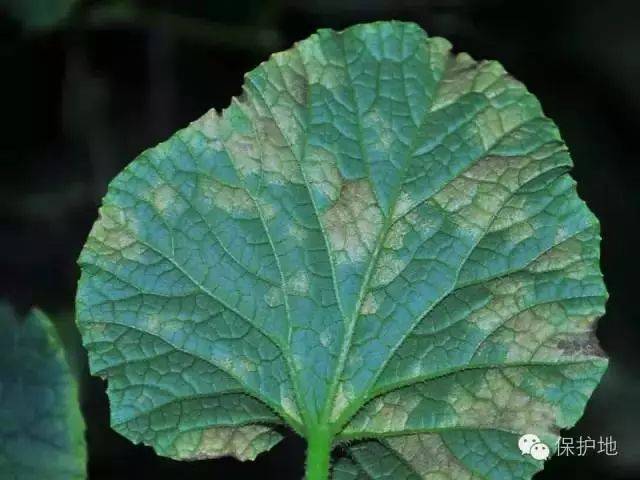 甜瓜种植户必备!甜瓜常见病害高清图谱来袭