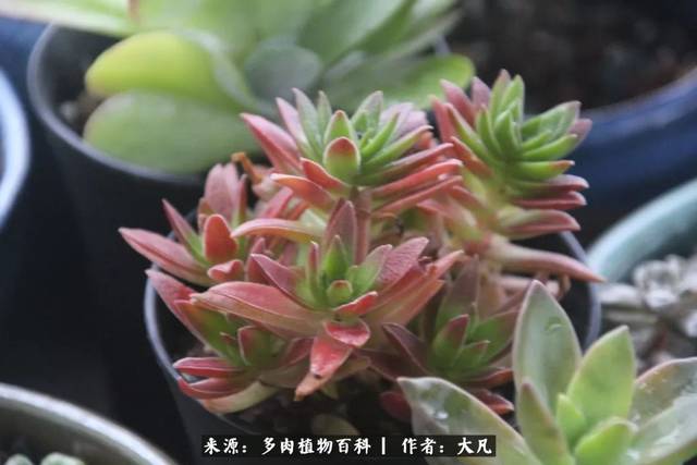 快看,多肉那一抹红,还是一片绿.