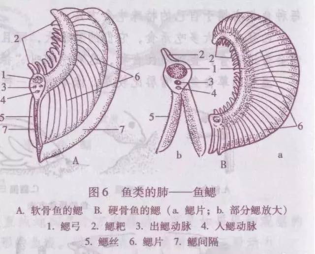 因此鱼鳃有着特殊结构.