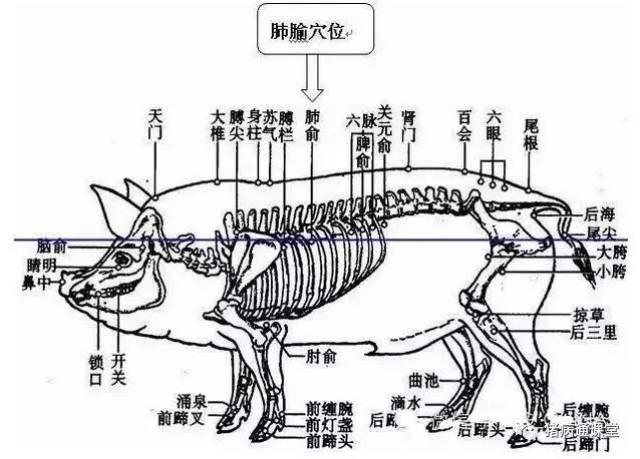 猪身上所有部位注射方法和注意事项,还有比这更全的吗