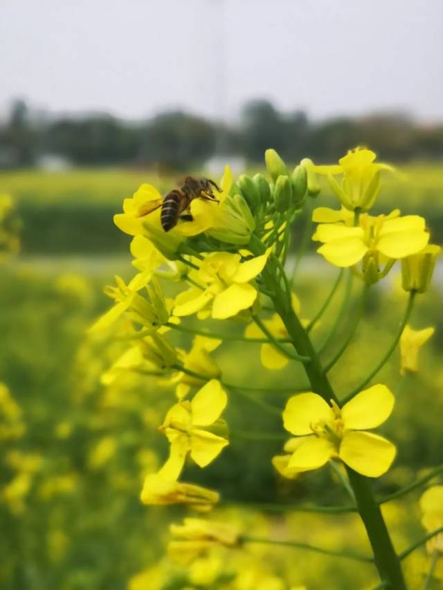 油菜花开啦~快来恒大御湖湾拍照打卡吧