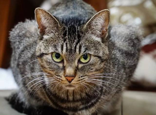 猫鼻支怎么治?8个要点教会你! | 医疗