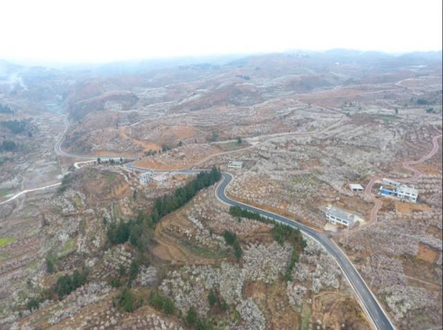 2月13日 在厍东关乡陶营村樱桃园