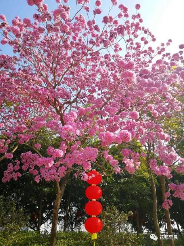 红花风铃木花语是感恩,感谢 带上家人朋友前往观赏 送上真挚的祝福