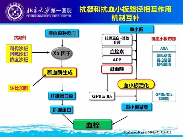 刘梅林|新型口服抗凝药在冠心病中的应用