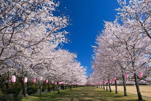 位于北海道西南部,面积69平方公里,最深处180米,湖面一年四季荡漾着