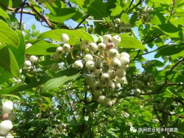 6. 金枝槐