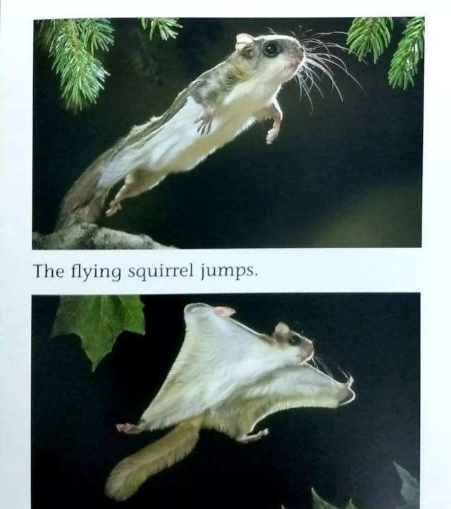 绘本阅读 | the fantastic flying squirrel