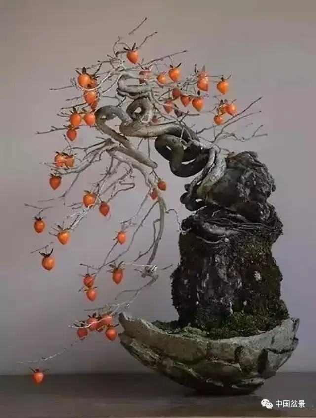 红红火火老鸦柿 盆景养护有技巧