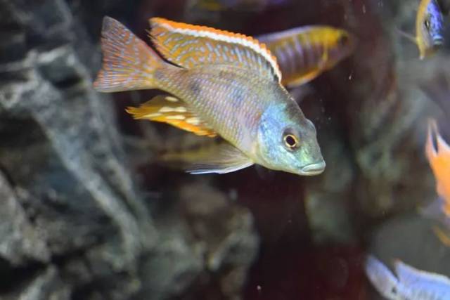 鱼标本戏说非洲慈鲷第十二章 礁石里穿梭的隐