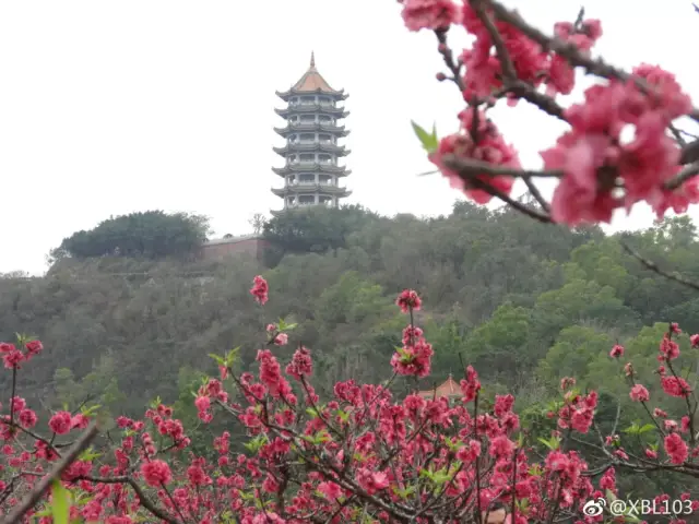 南沙朋友圈刷爆了!十八罗汉山的桃花已开得灿烂啦!