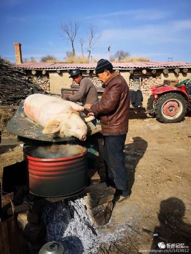 到了杀猪这天,杀猪师傅会准备好口径在一米五左右的一口大锅,有时还得