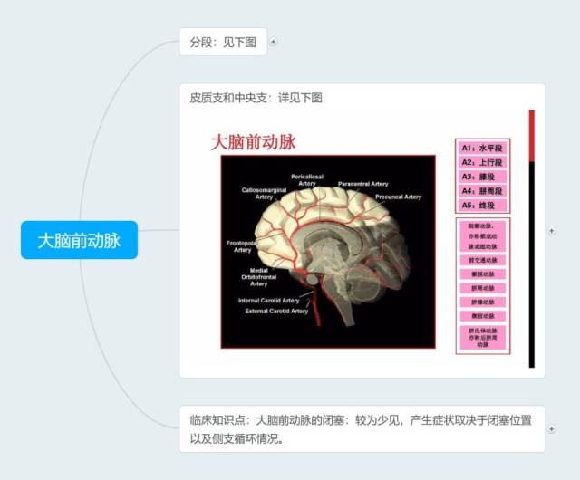 脑血管解剖思维导图,满满的干货!