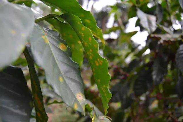 【咖啡种植】如何辨识常见的咖啡树害虫跟疾病?