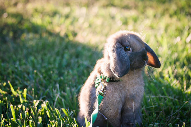 兔子吃菜拉稀怎么办,兔子吃一颗蔬菜腹泻