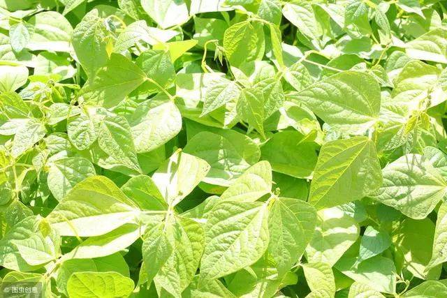 菜豆种植,如何避免植株出现徒长?预防和补救措施要掌握