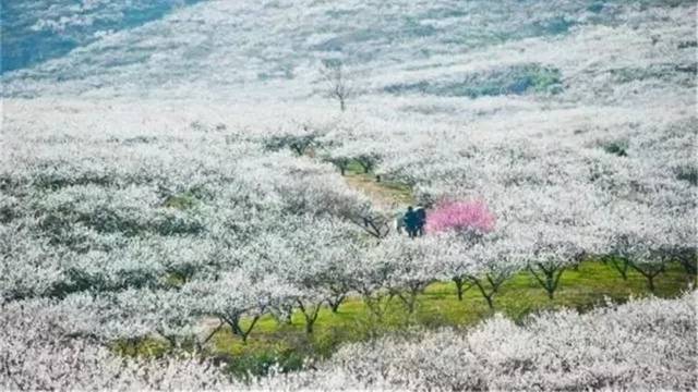 梅花谷是浙北的一片万亩梅林,每到二月中下旬,谷中万亩梅花竞相开放.