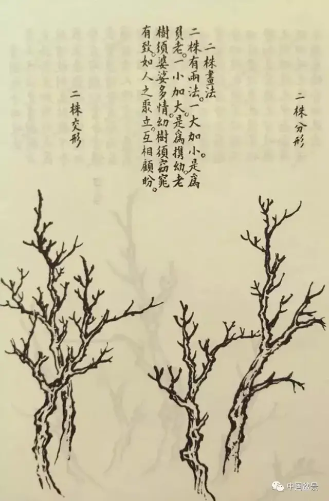 《芥子园画谱》——奠基现代盆景的"中国风"(二)