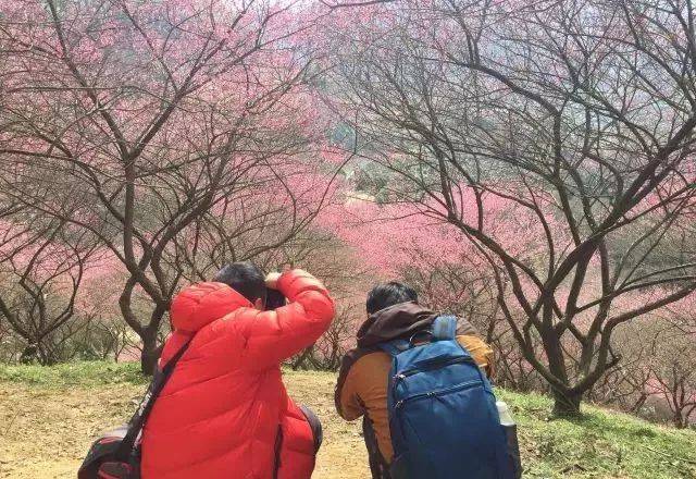 寻觅新建村梅花谷,漫逛溪口老街(2月19日周二)