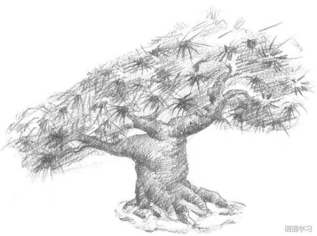 素描松树的绘画步骤 松树轮廓