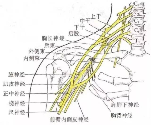 臂神经丛(brachial plexus)起源于第五节颈椎神经(c5)到第一节胸椎