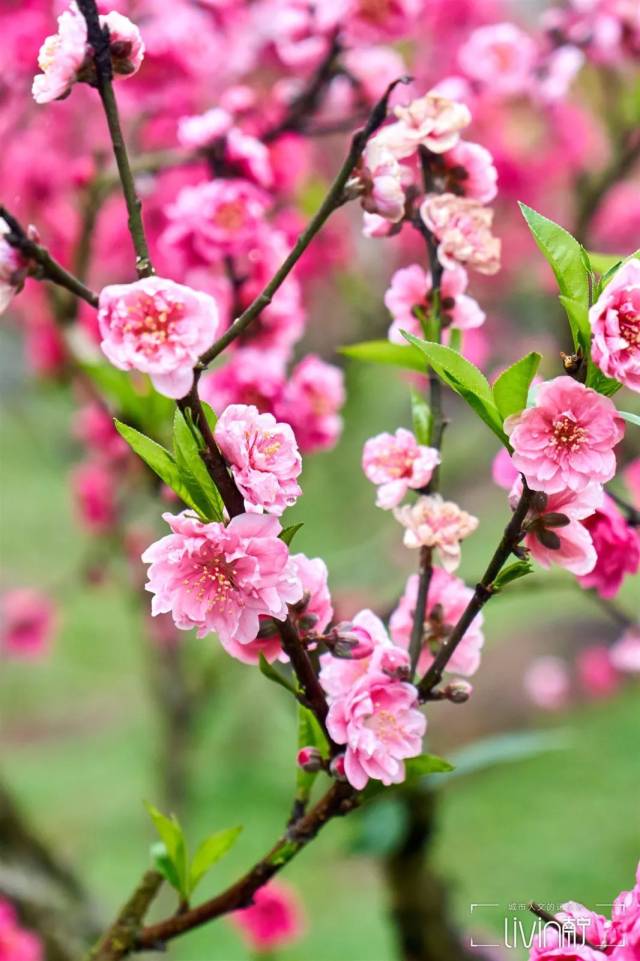 桃花岛种植有碧桃,日月桃,粉玉桃等上百种桃花品种,整个桃林面积有260